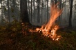 Памятка по правилам пожарной безопасности  при нахождении в лесных массивах